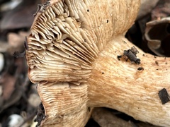 Tricholoma manzanitae