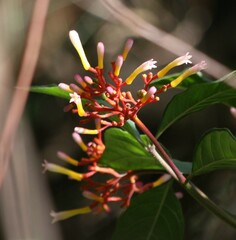 Palicourea marcgravii