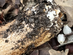 Tricholoma manzanitae