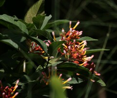Palicourea marcgravii
