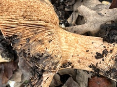 Tricholoma manzanitae