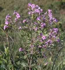 Fridericia
