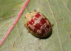 Paropsis variegata