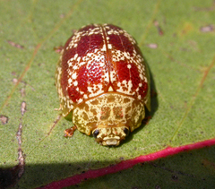 Paropsis variegata