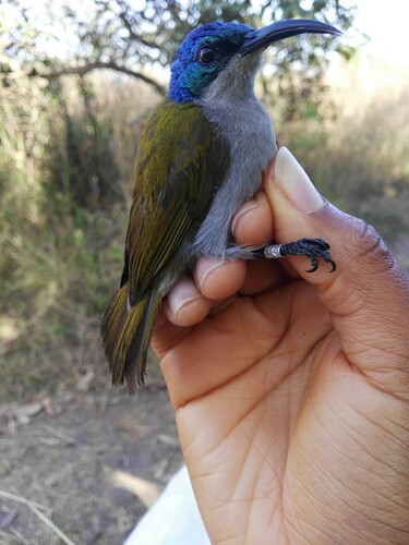 Green-headed Sunbird (Cyanomitra verticalis), photo 6