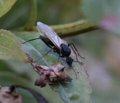 Camponotus