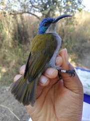 Cyanomitra verticalis