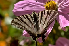 Iphiclides podalirius
