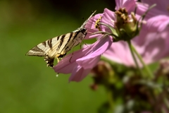 Iphiclides podalirius
