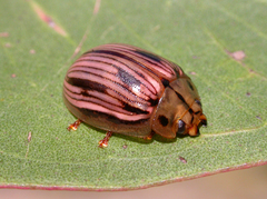 Paropsisterna interlita