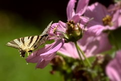 Iphiclides podalirius