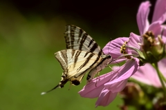 Iphiclides podalirius