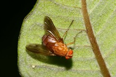 Ormia ochracea