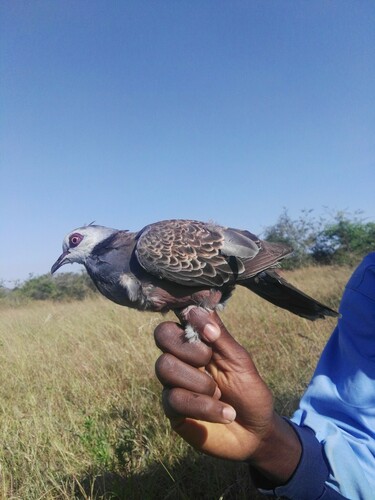 Adamawa Turtle Dove (Streptopelia hypopyrrha), photo 4