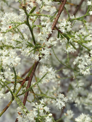 Polygonella polygama