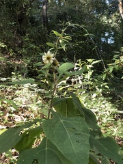 Verbesina microptera