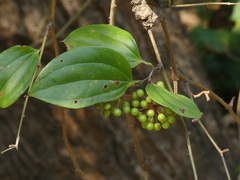 Smilax zeylanica