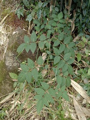 Rubus croceacanthus