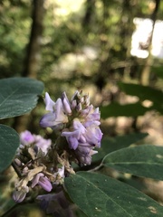 Lonchocarpus