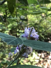 Lonchocarpus