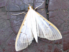 Palpita nigropunctalis