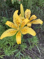 Hemerocallidoideae