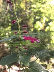 Salvia iodantha