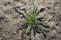 Chorizanthe brevicornu