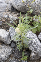 Mohavea confertiflora