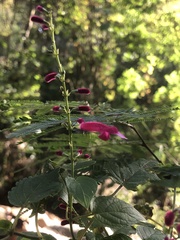 Salvia iodantha