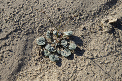 Eriogonum thomasii