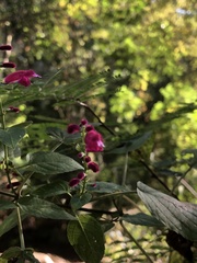 Salvia iodantha