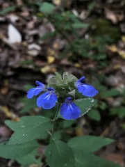 Salvia mocinoi