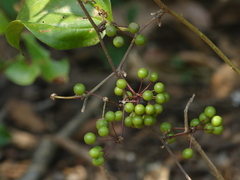 Smilax zeylanica