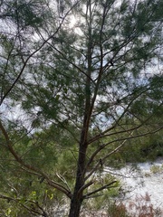 Pinus clausa