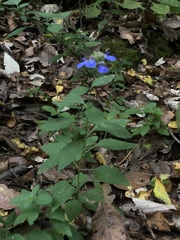 Salvia mocinoi