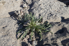 Chorizanthe brevicornu