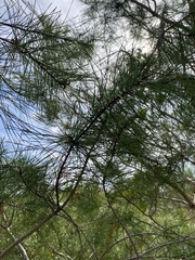 Pinus clausa
