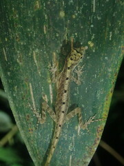 Anolis fuscoauratus