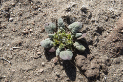 Chorizanthe corrugata