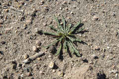 Chorizanthe brevicornu