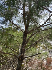 Pinus clausa