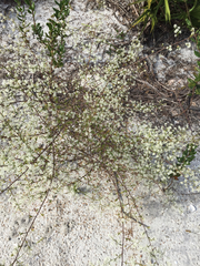 Polygonella polygama