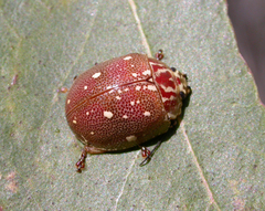 Paropsis geographica
