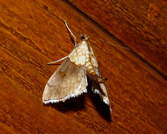 Agrotera nemoralis