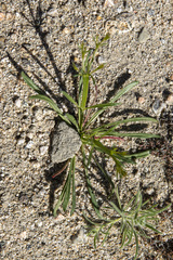 Chorizanthe brevicornu