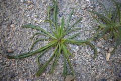 Chorizanthe brevicornu