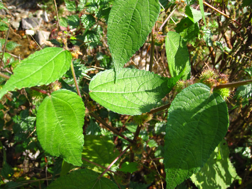 Triumfetta japonica iNat (3)