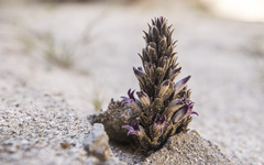 Aphyllon cooperi
