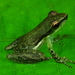 Slender Tree Frog - Photo (c) acatenazzi, some rights reserved (CC BY-NC), uploaded by acatenazzi